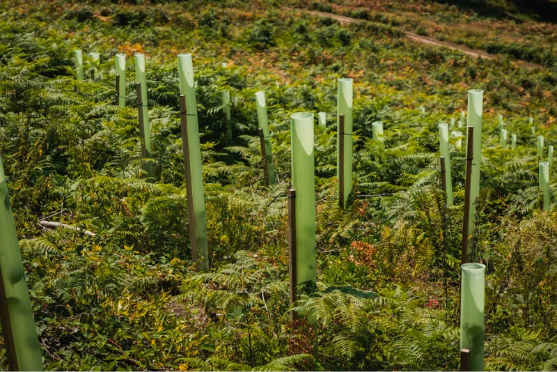 Young trees in green tree guards growing among bracken